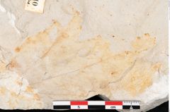 Foto (Detailansicht) von Hypnum sagorianum Ettingshausen (NHMW-GEO-2024-0188-6740)
